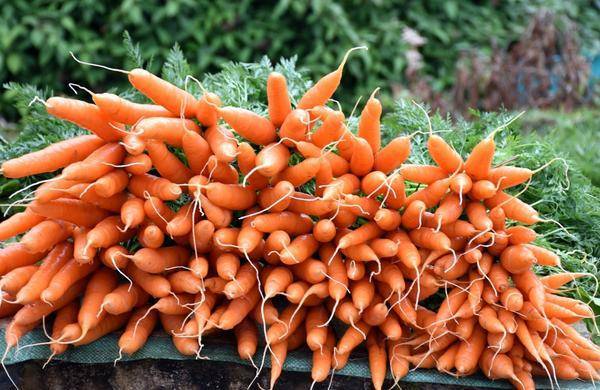 Как посадить морковь семенами в открытый грунт весной: сроки и правила посева