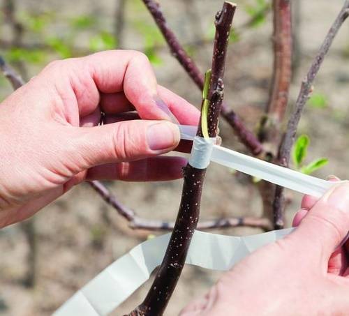 Прививка плодовых деревьев весной: сроки и способы прививки