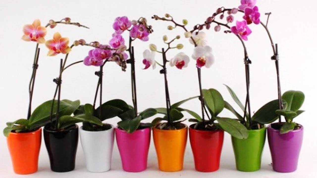 Простые пересадка и уход за орхидеей в домашних условиях