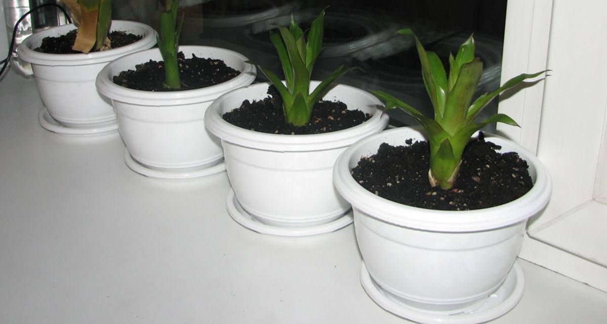 Выращивание хризантемы килеватой из семян — фото рассады