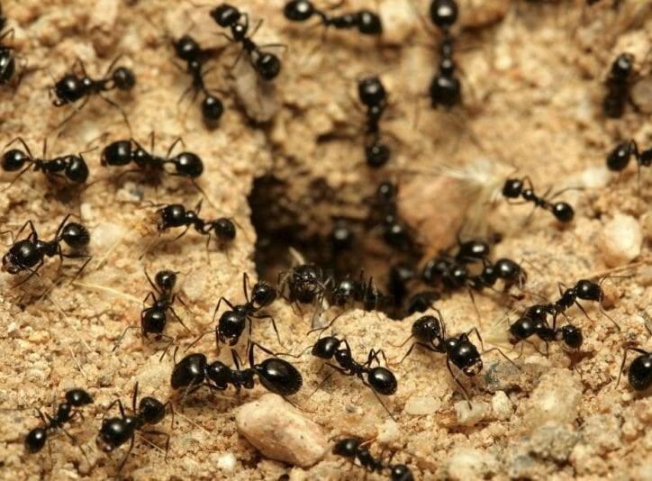 Домашние и химические средства избавления от муравьев в доме