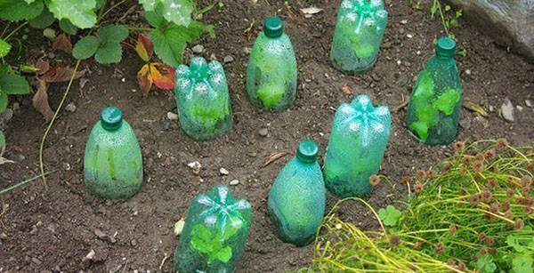 Как можно использовать пластиковые бутылки на даче