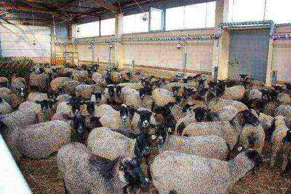Романовские овцы: характеристика, продуктивность, особенности разведения и содержания (95 фото + видео)