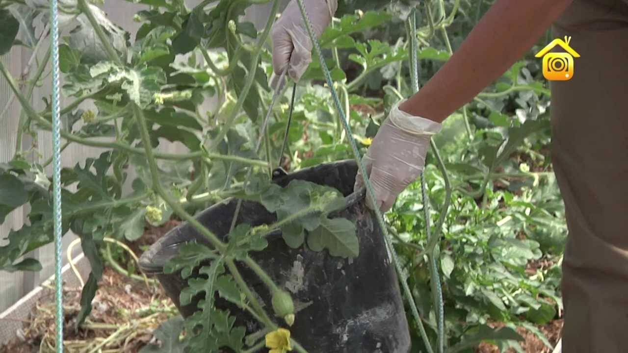 Современный подход как сажать арбузы в открытом грунте
