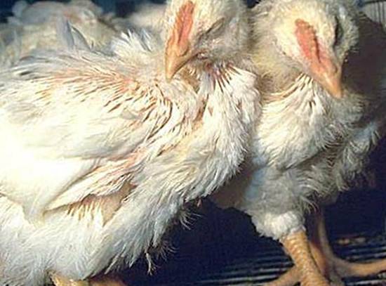 Кокцидиоз у цыплят – особенности заболевания и как с ним справиться
