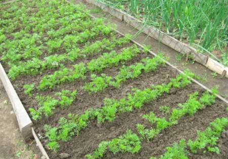 Инструкция по выращиванию моркови на даче для начинающих