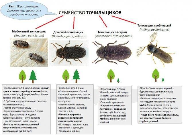 Виды жука точильщика и методы борьбы