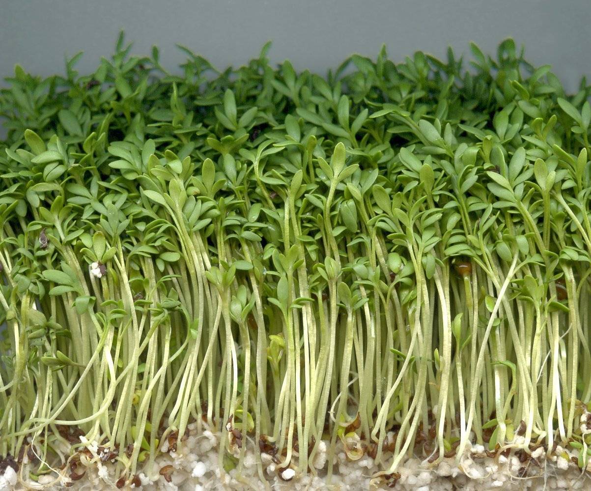 Кресс-салат: выращивание из семян в домашних условиях и в открытом грунте