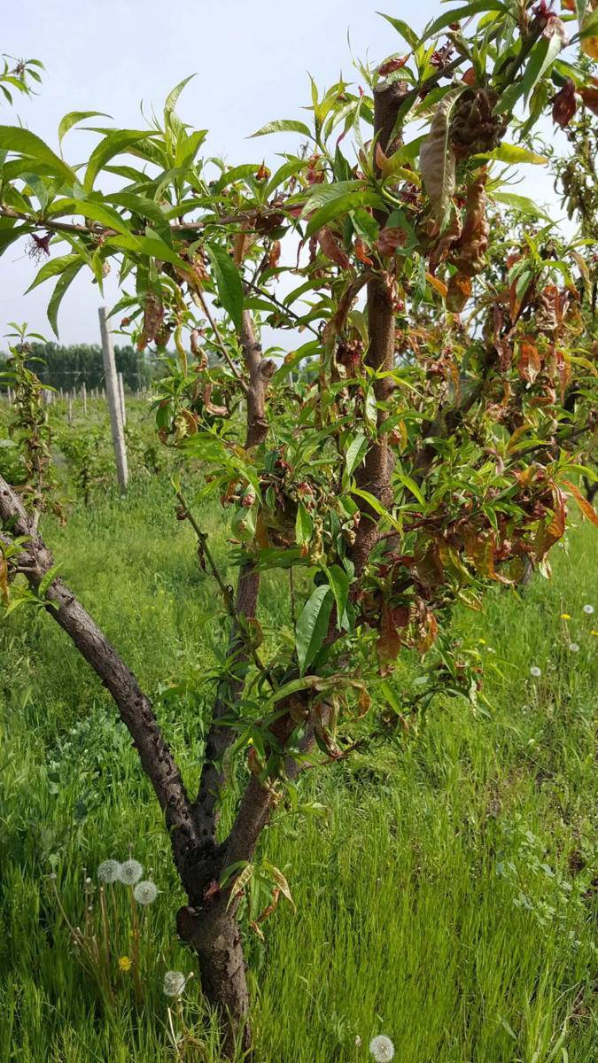 Болезни и вредители персика — как от них избавиться?
