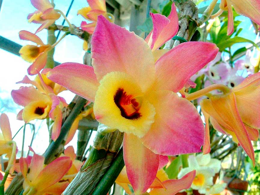 Интересные факты: как рассадить орхидею в домашних условиях?