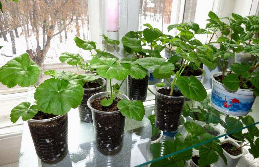 Как вырастить пеларгонию (герань) из семян в домашних условиях: посадка и уход в открытом грунте