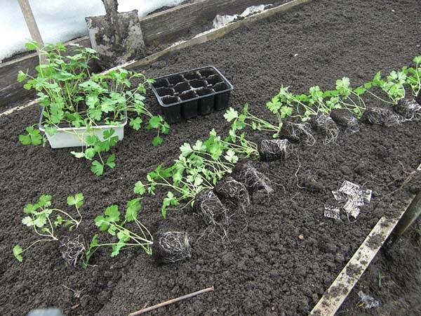 Петрушка: выращивание из семян в открытом грунте и на подоконнике