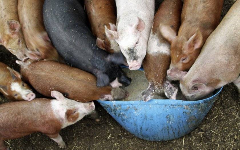 Как сделать комбикорм для свиней и поросят и как правильно подобрать состав