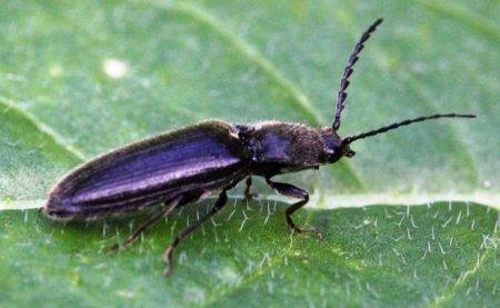 Проволочник или жук-щелкун – описание вредителя
