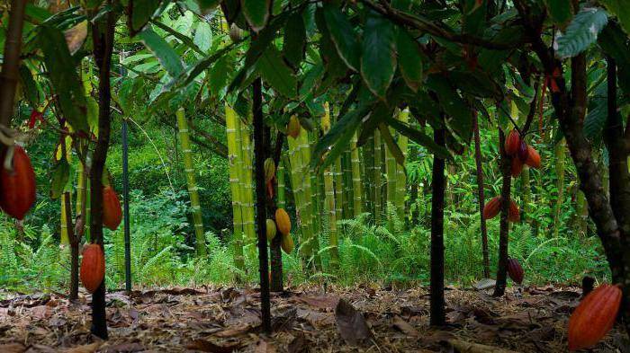 Аргания — где и как растет дерево северной африки, применение плодов и как вырастить в домашних условиях