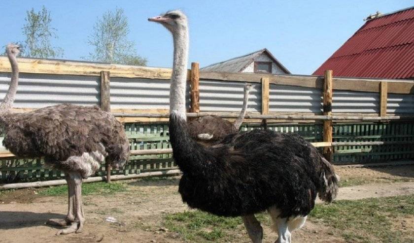 Содержание страусов дома - как за ними ухаживать
