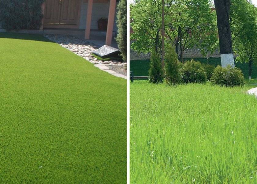 Как посеять газонную траву правильно, чтобы получить идеальную зелёную лужайку