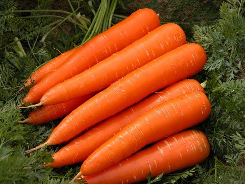 Морковь польза и вред для организма человека