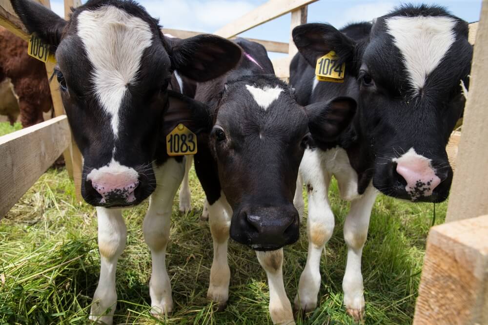 Характеристика и особенности голштинской породы коров