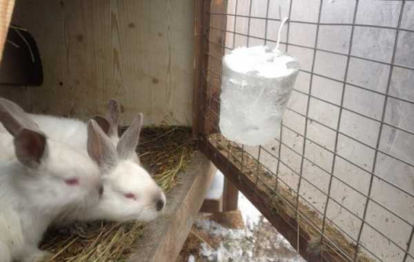 Поилки для кроликов из разных материалов делаем своими руками