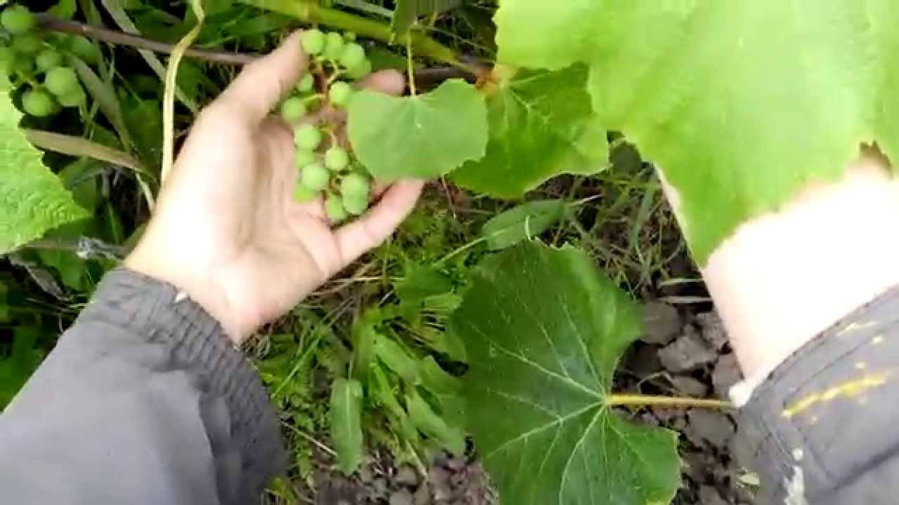 Как ухаживать за виноградом во второй и последующие годы