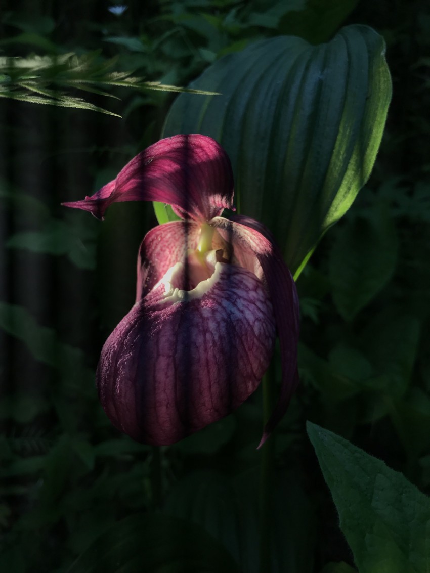 Циприпедиум – венерин башмачок для выращивания в саду