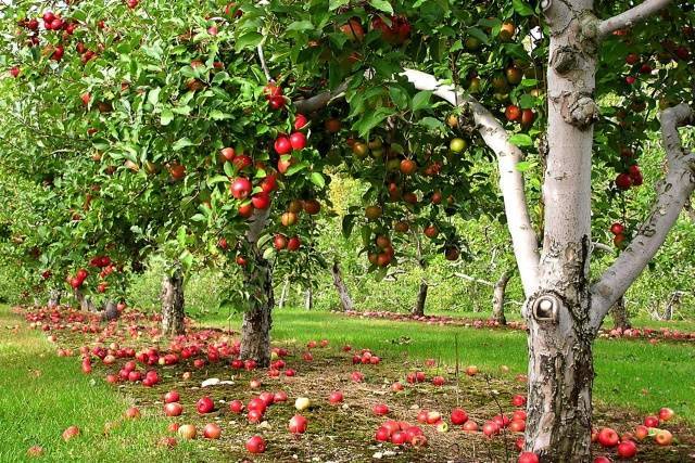 Сорта яблонь для урала: описание и фото