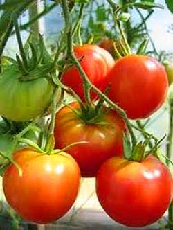Как правильно пасынковать тепличные помидоры: схема и пошаговое руководство