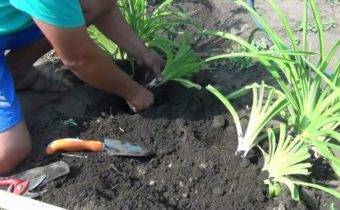 Как посадить и вырастить лилейники