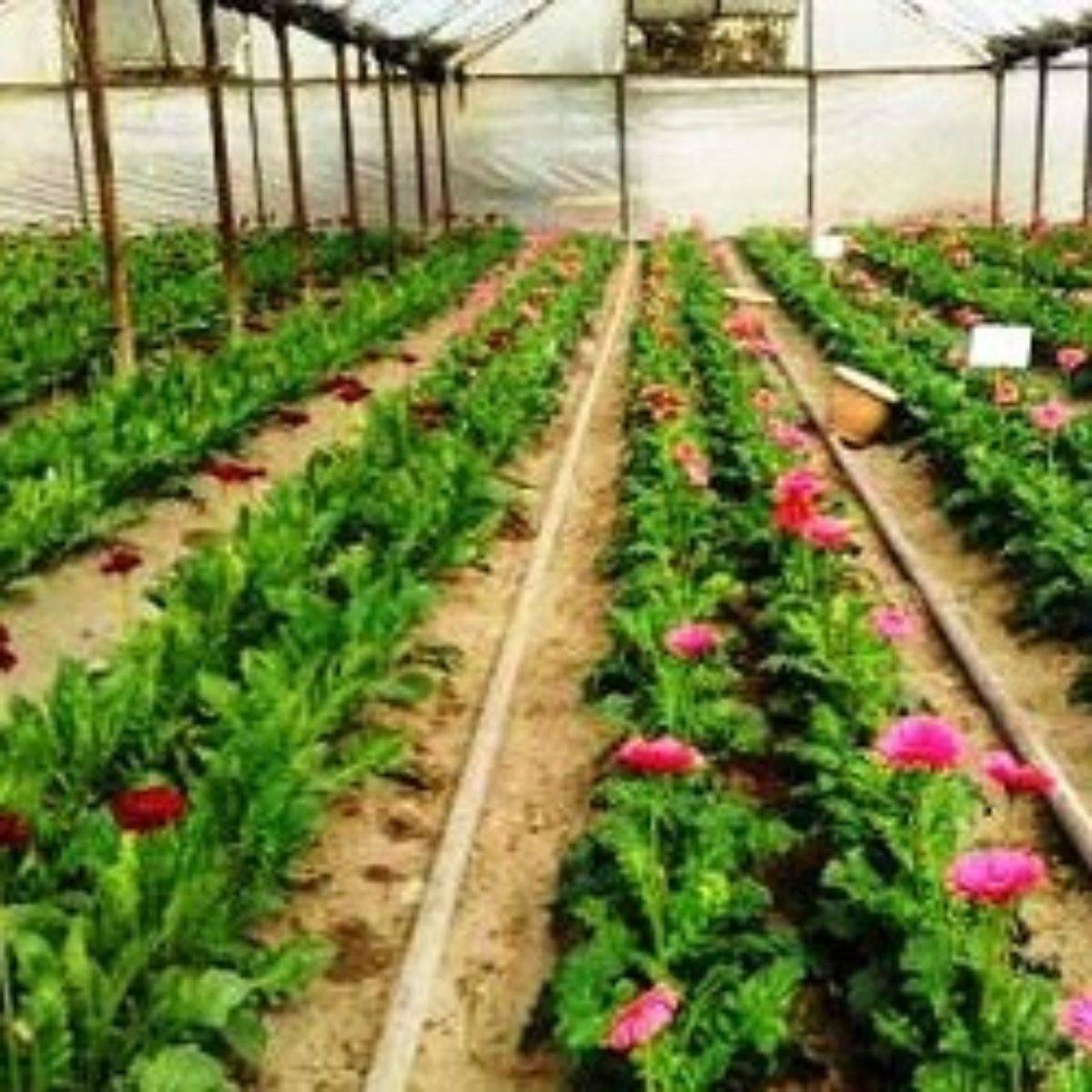 Как выращивать хризантемы в теплице: посадка, полив, размножение