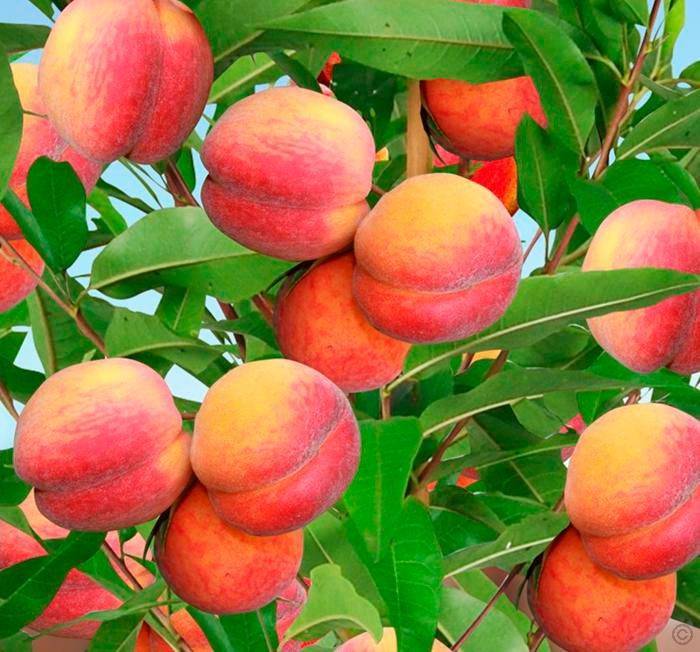 Подкормки персика — когда и чем удобрить восточный фрукт