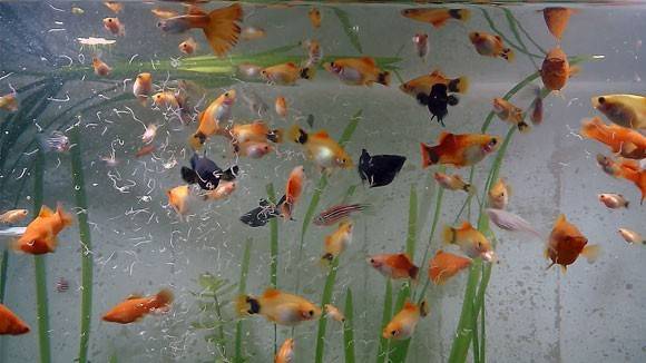 Живой корм для аквариумных рыбок: виды, разведение в домашних условиях