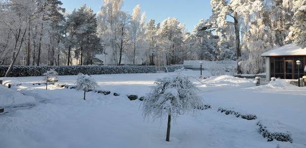 Хлопоты дачника в январе — задержание снега, защита деревьев и кустарников от грызунов, видео