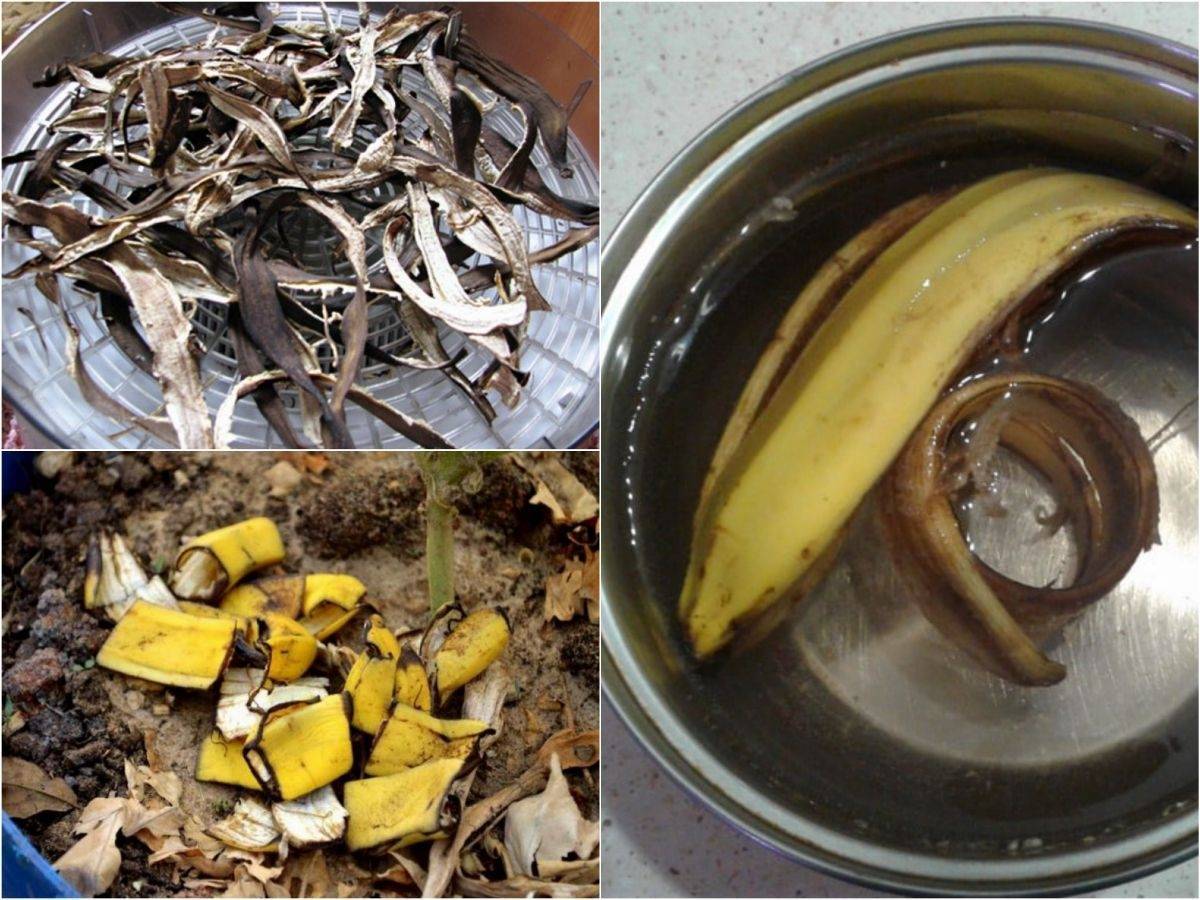 Как сделать удобрение из банановой кожуры для комнатных растений