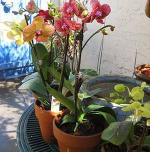 Полезная информация, когда лучше пересаживать орхидею фаленопсис