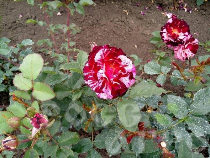Что роза шраб — описание сорта