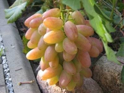 Посадка и выращивание винограда на урале: 5 советов и пошаговая инструкция