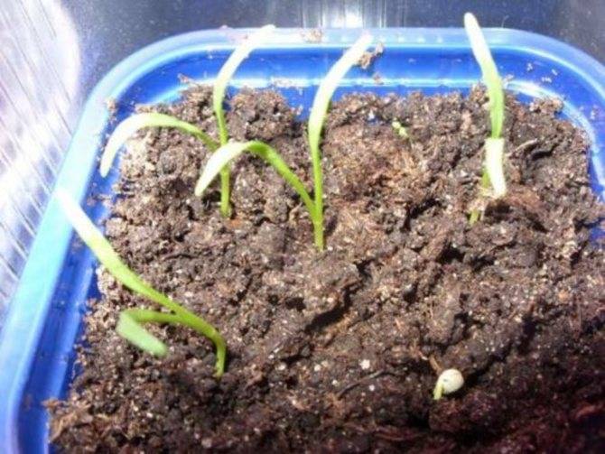 Как вырастить наперстянку из семян?