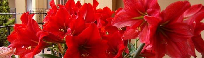 Роскошное комнатное растение с яркими бутонами на длинной цветоножке гиппеаструм: уход в домашних условиях, защита от вредителей и болезней
