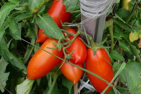 Яркий красавец на вашем огороде — современный гибрид «асвон»: описание, характеристики, особенности выращивания