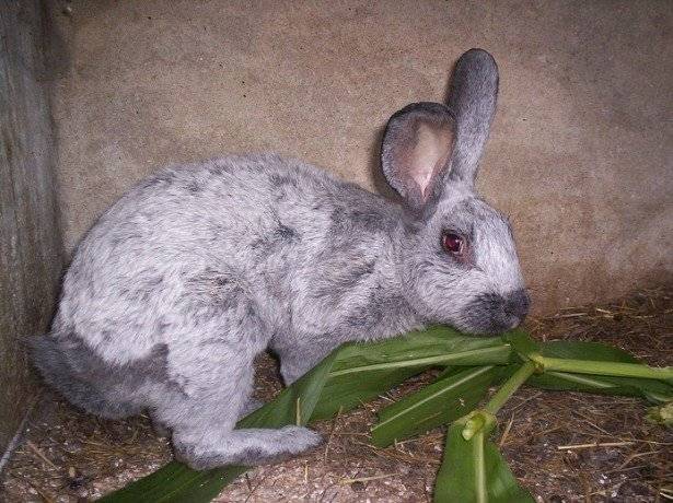 Чем кормить кроликов: корма и условия кормления