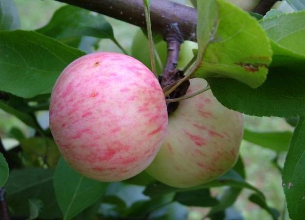 Описание сорта яблок грушовка московская