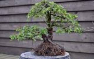 Бонсай – дерево на подносе: особенности ухода и выращивания в домашних условиях
