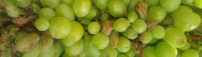 Заболевания винограда