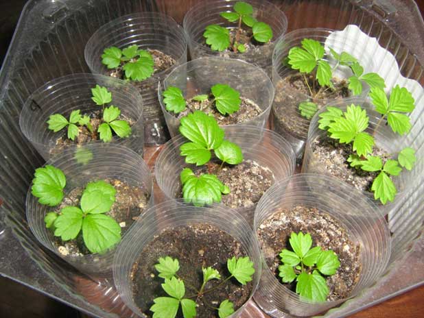 Клубника из семян: выращивание, дачные хитрости