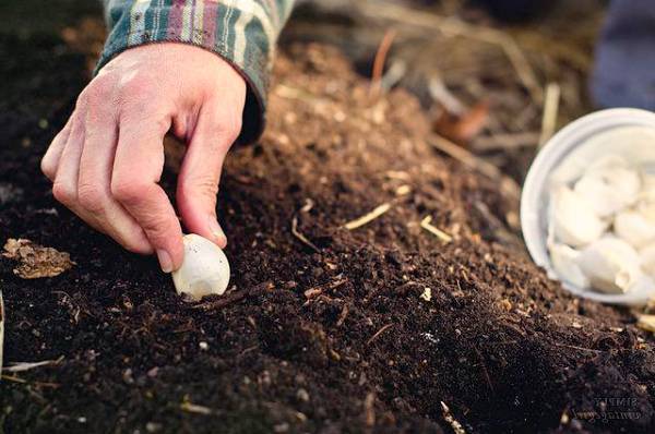 Как сохранить озимый чеснок с осени и можно ли его сажать весной? пошаговая инструкция по выращиванию в это время