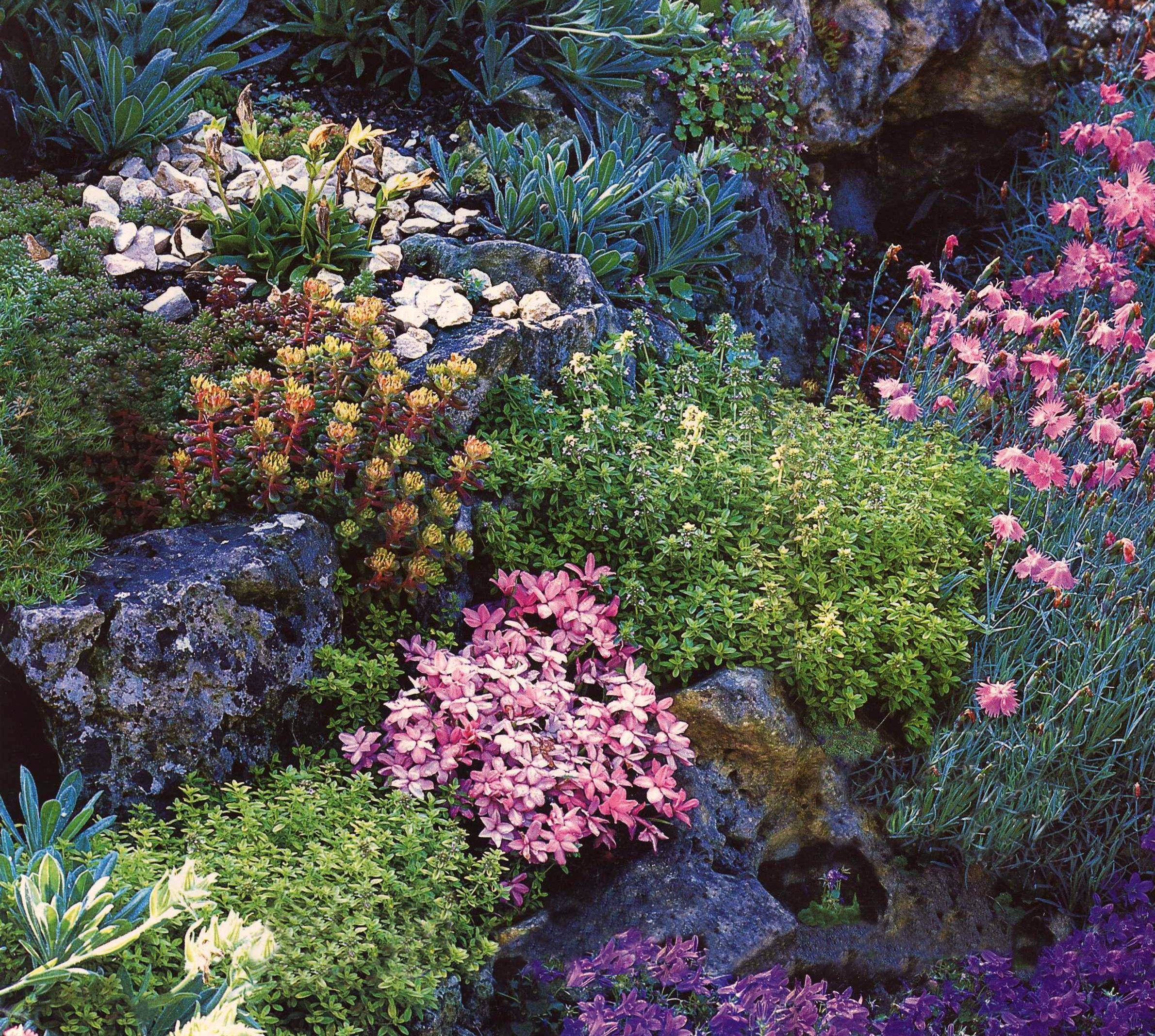 Малыши-крепыши: 15 лучших низкорослых растений для альпийской горки и рокария