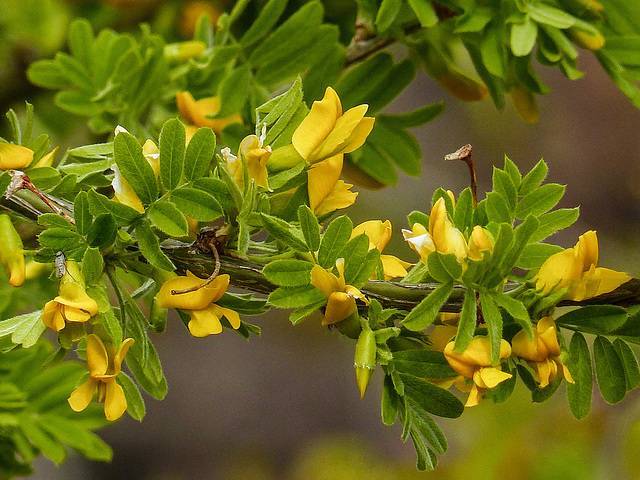 Карагана древовидная (акация желтая): ботаническая характеристика и применение