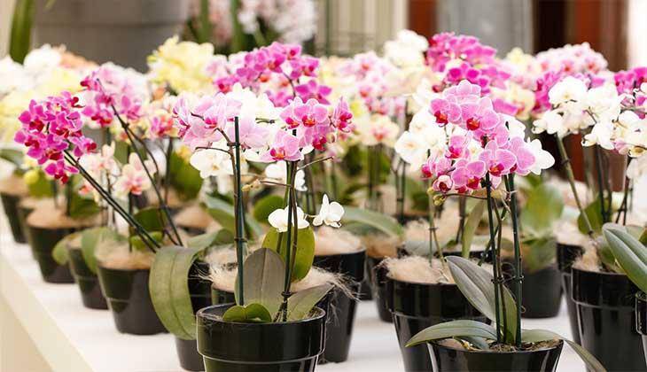 Все способы размножения орхидеи фаленопсис в домашних условиях