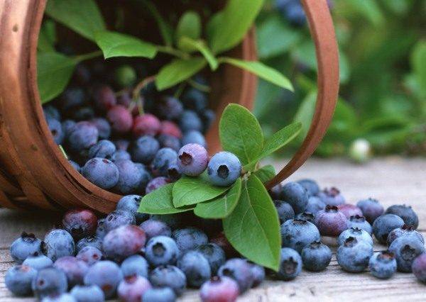Полезные свойства ягоды голубики, интересные факты и питательная ценность